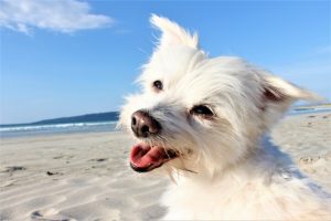 Foreshore Dog Off-Leash at Nudgee Beach